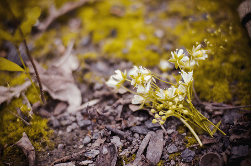 Spring Flowers
